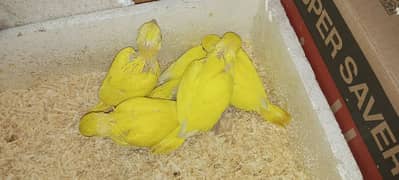 yellow babies