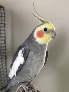 cocktail parrot for sale