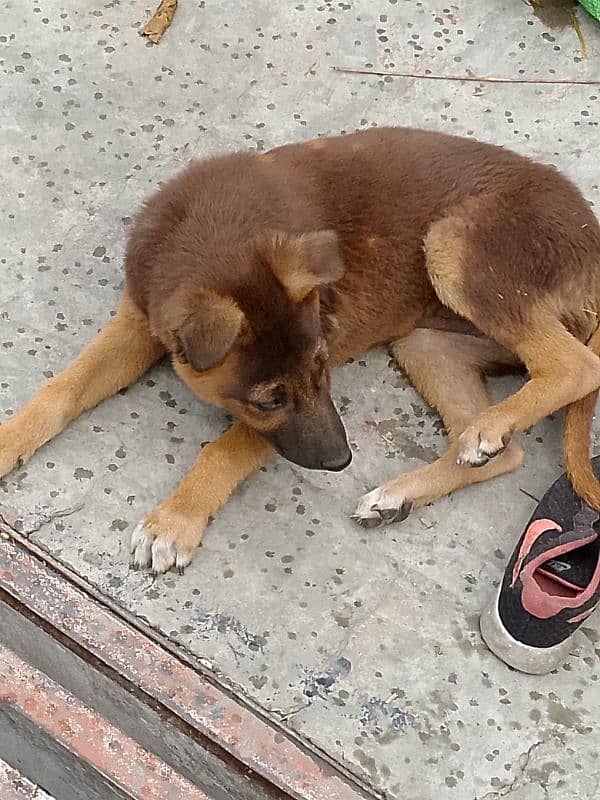 jarman shefad dog age 4month 03003716166 6