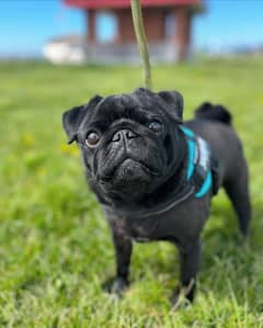 Pug male puppy for sale