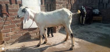 Dogli Dasi Bakri for Sale higth 31 inch