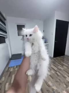 heavy coat white male kitten