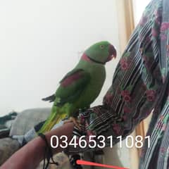 Very active parrot no bite