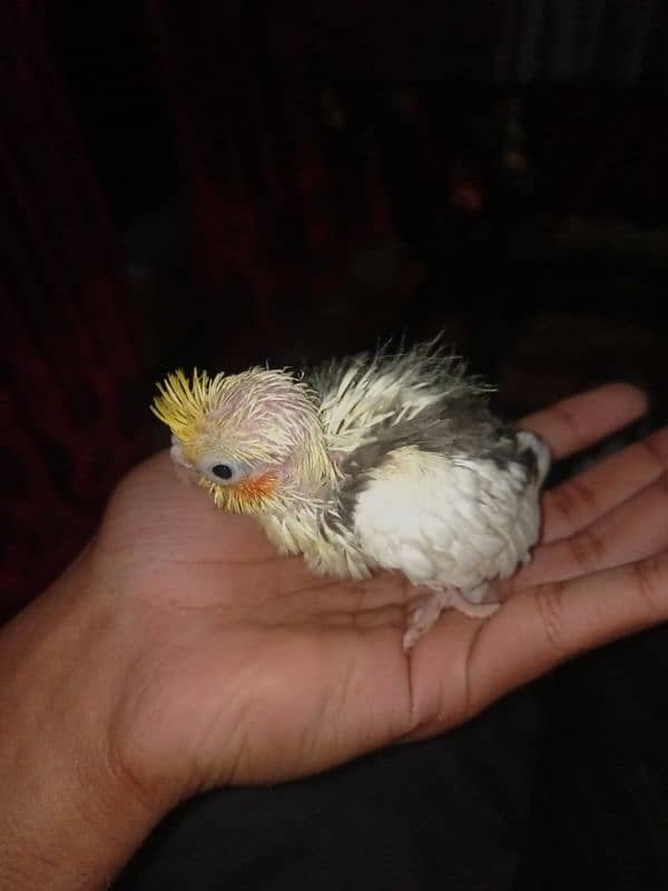 cocktail 3 piece chicks for sale 03349431094 2