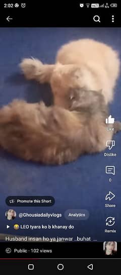 percian cat for sale