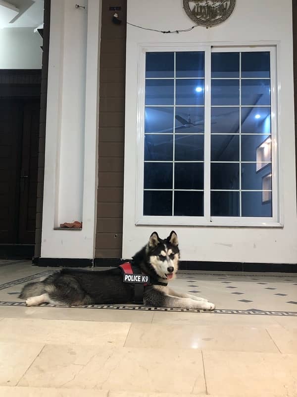 HUSKY MALE 6 MONTH AGE 3