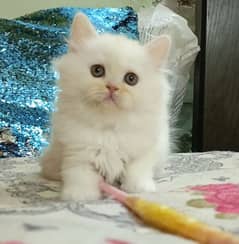 persian kittens female triple coated /punch face