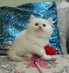 persian kittens female triple coated /punch face