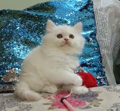 persian kittens female triple coated /punch face