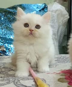 persian kittens female triple coated /punch face