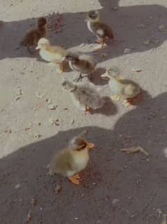 Ducklings