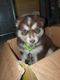 Siberian Husky Female - Blue Eyes