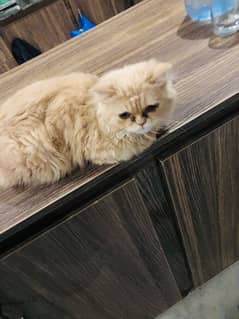 Persian cat