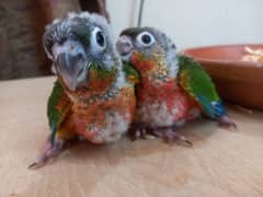 Conure