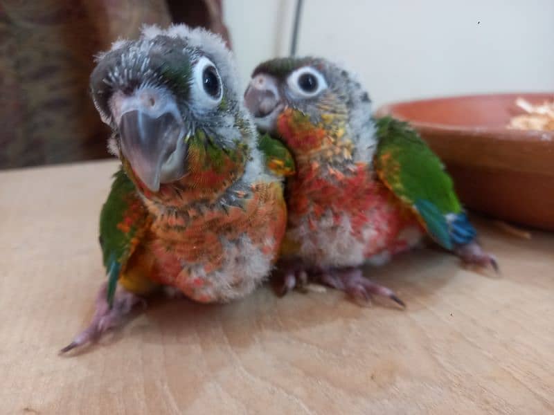 Conure babies/chicks parrots 0