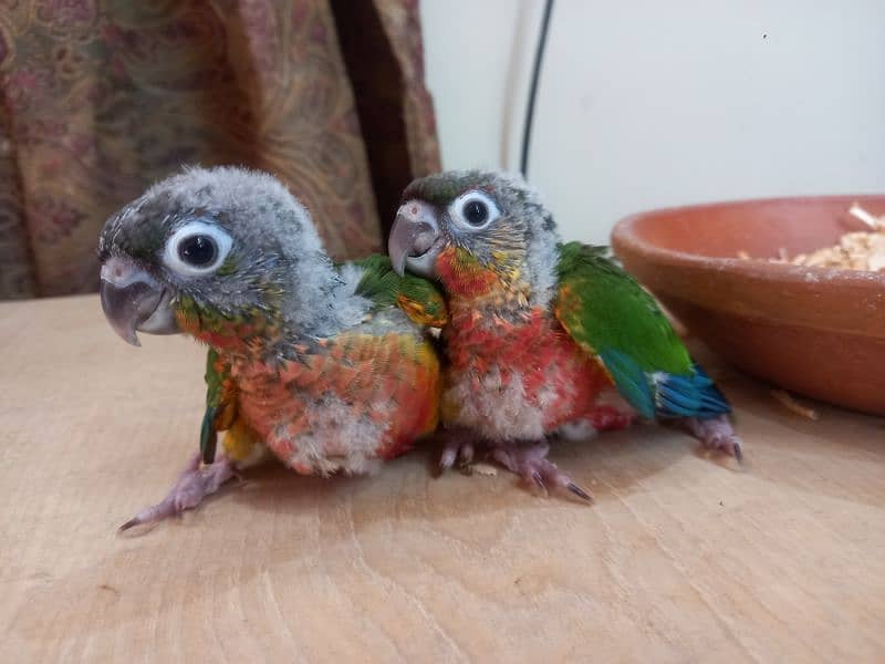 Conure babies/chicks parrots 1