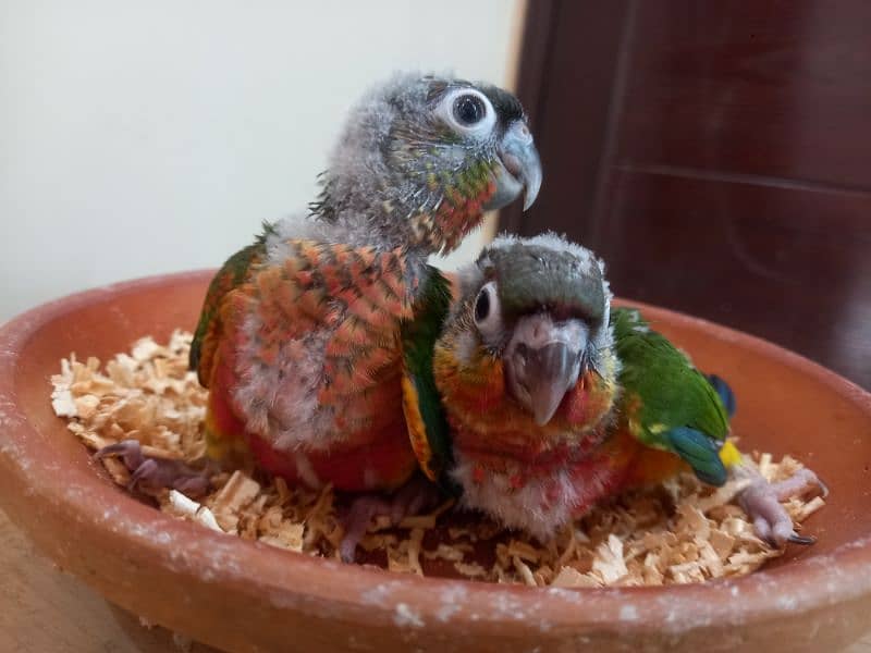 Conure babies/chicks parrots 3