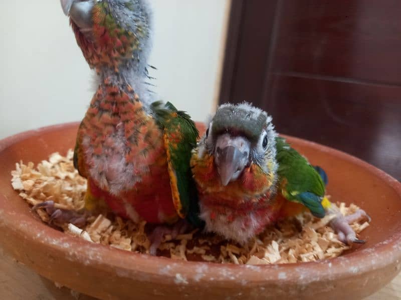 Conure babies/chicks parrots 5