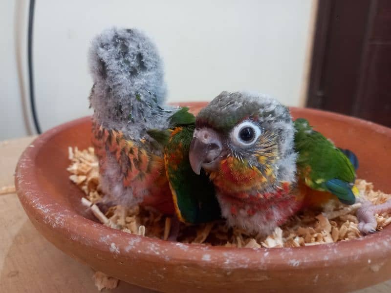 Conure babies/chicks parrots 6