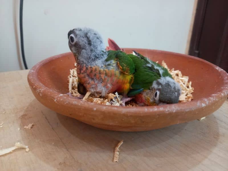 Conure babies/chicks parrots 10