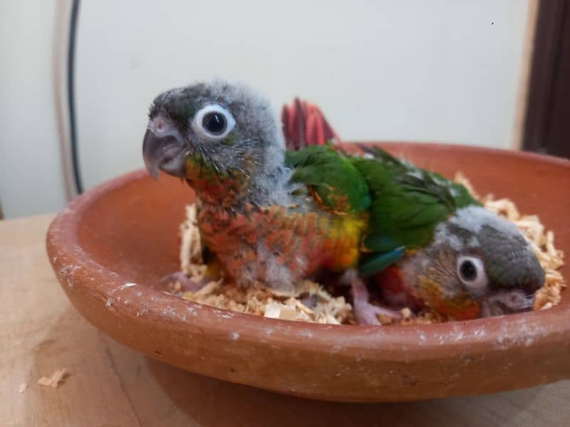 Conure babies/chicks parrots 11