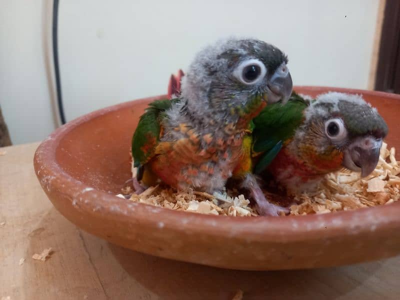 Conure babies/chicks parrots 12