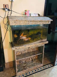 fish aquarium