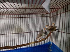 zebra finches with cage