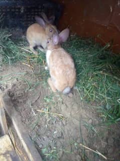 Rabbit for sale