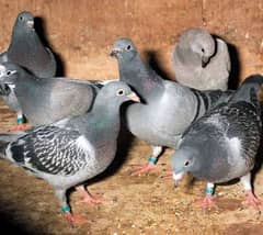 qasid top quality homer pigeon chicks & pairs