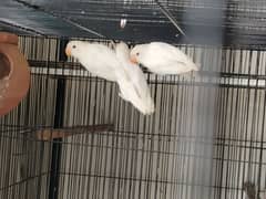 love birds pair and patha for sale exchange possible