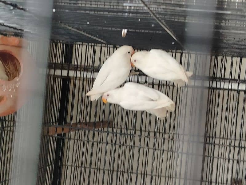 love birds pair and patha for sale exchange possible 1