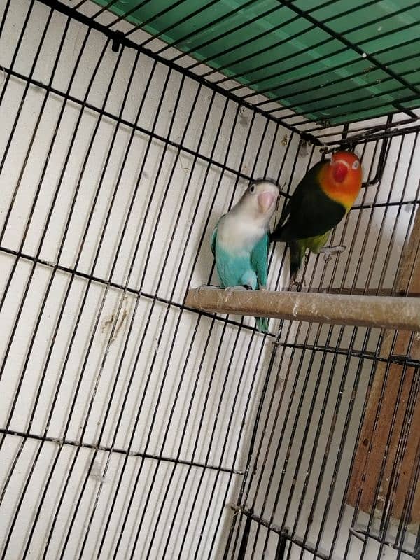 love birds pair and patha for sale exchange possible 4