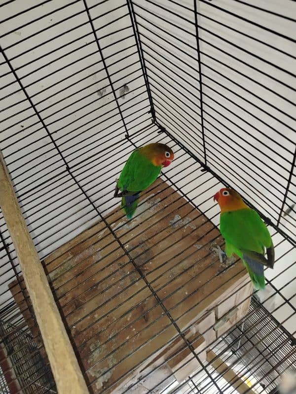 love birds pair and patha for sale exchange possible 5