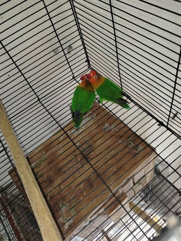 love birds pair and patha for sale exchange possible 7