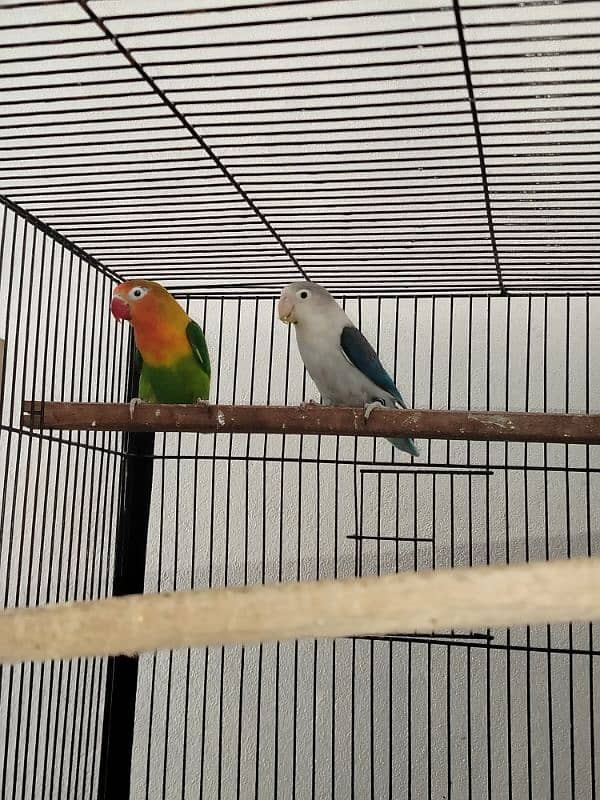 love birds pair and patha for sale exchange possible 8