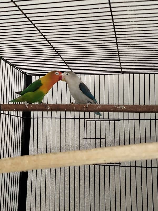 love birds pair and patha for sale exchange possible 10