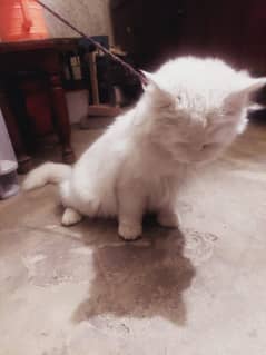 Turkish Angora