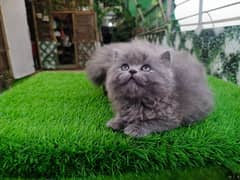 Persian Male & Triple coated kitten - Total 2 kittens