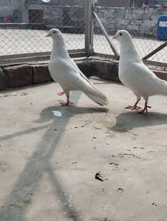 pigeons