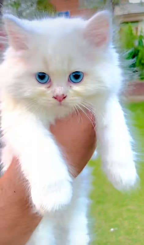 Cat/ Persian/ kittens/ Punch face/ triple coated/ Blue ¥¢=/ Baby 2