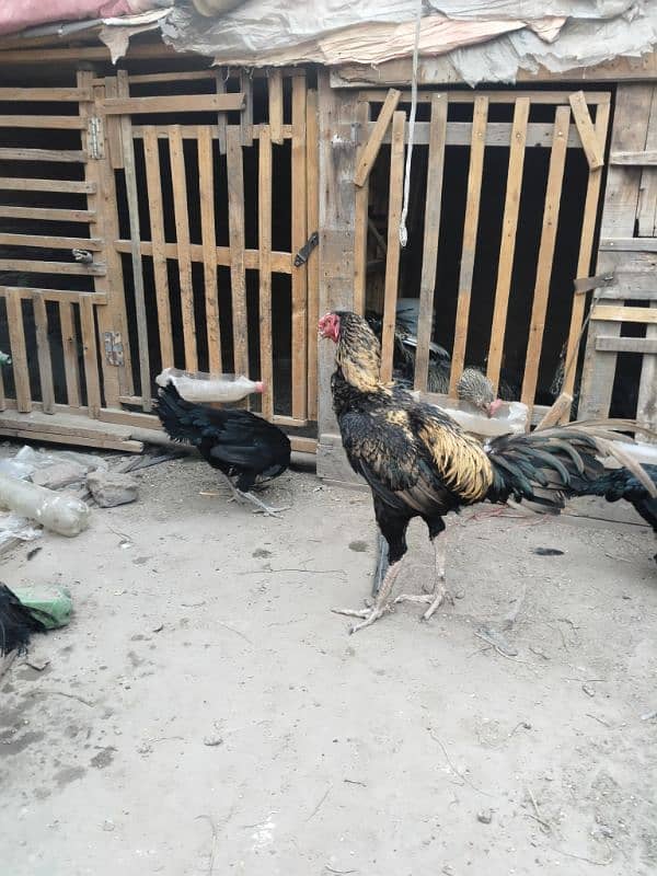 Aseel Hen fertile Eggs And chicks for sale Rs 200 9