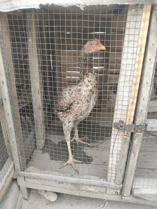 Aseel Hen fertile Eggs And chicks for sale Rs 200 15