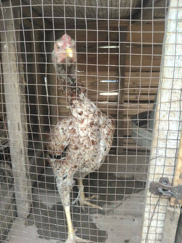 Aseel Hen fertile Eggs And chicks for sale Rs 200 16