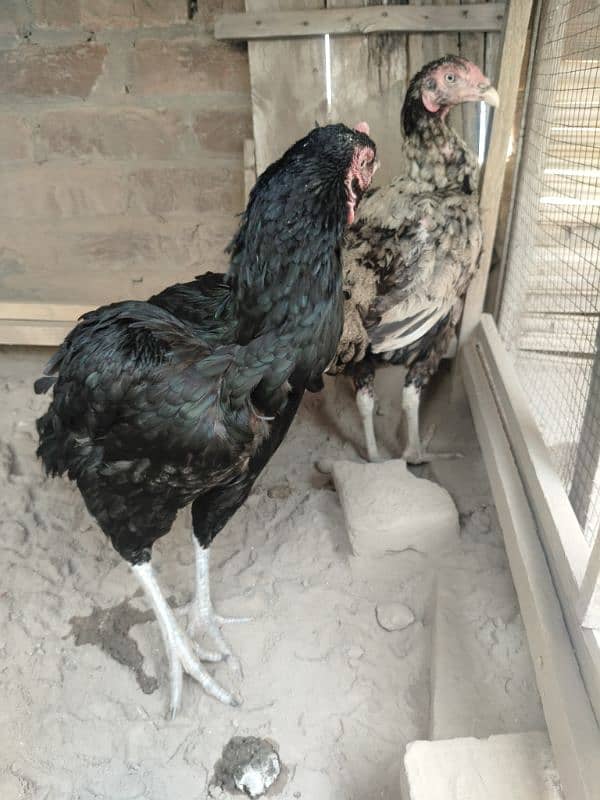 Aseel Hen fertile Eggs And chicks for sale Rs 200 18