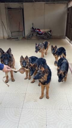 triple coat German shepherd pups