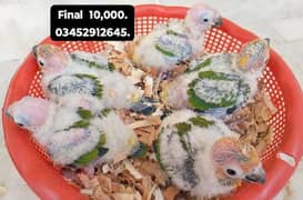 Sunconure Ringneck Pahari  Chicks sun conure Raw chick baby parrot