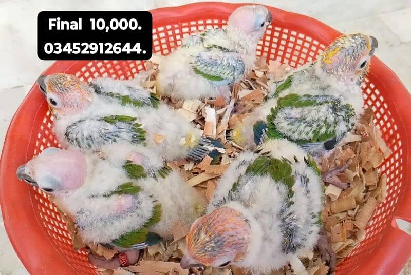 Sunconure Ringneck Pahari  Chicks sun conure Raw chick baby parrot 5