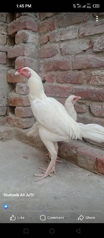 white murgha n murghi for sale and kuruk murghi required 0