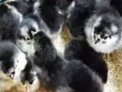 australop chicks 3 day old